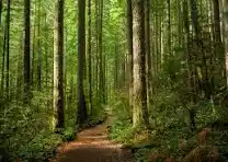 DURĄG-LAS 2,8 ha-blisko 2 jeziora